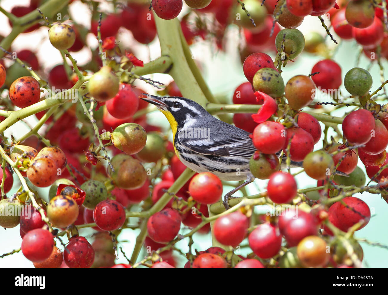 Gelb – Throated Warbler (Setophaga Dominica) Erwachsenen Fütterung in fruchttragenden Baum Cayo Coco Jardines del Rey Ciego de Avila Provinz Stockfoto