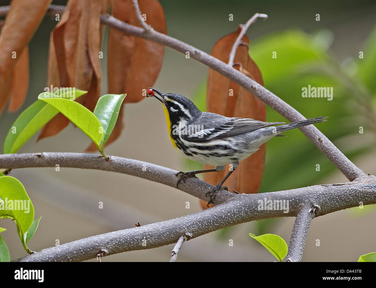 Gelb – Throated Warbler (Setophaga Dominica) erwachsenen Käfer Beute im Schnabel thront auf Zweig Cayo Coco Jardines del Rey Ciego Stockfoto