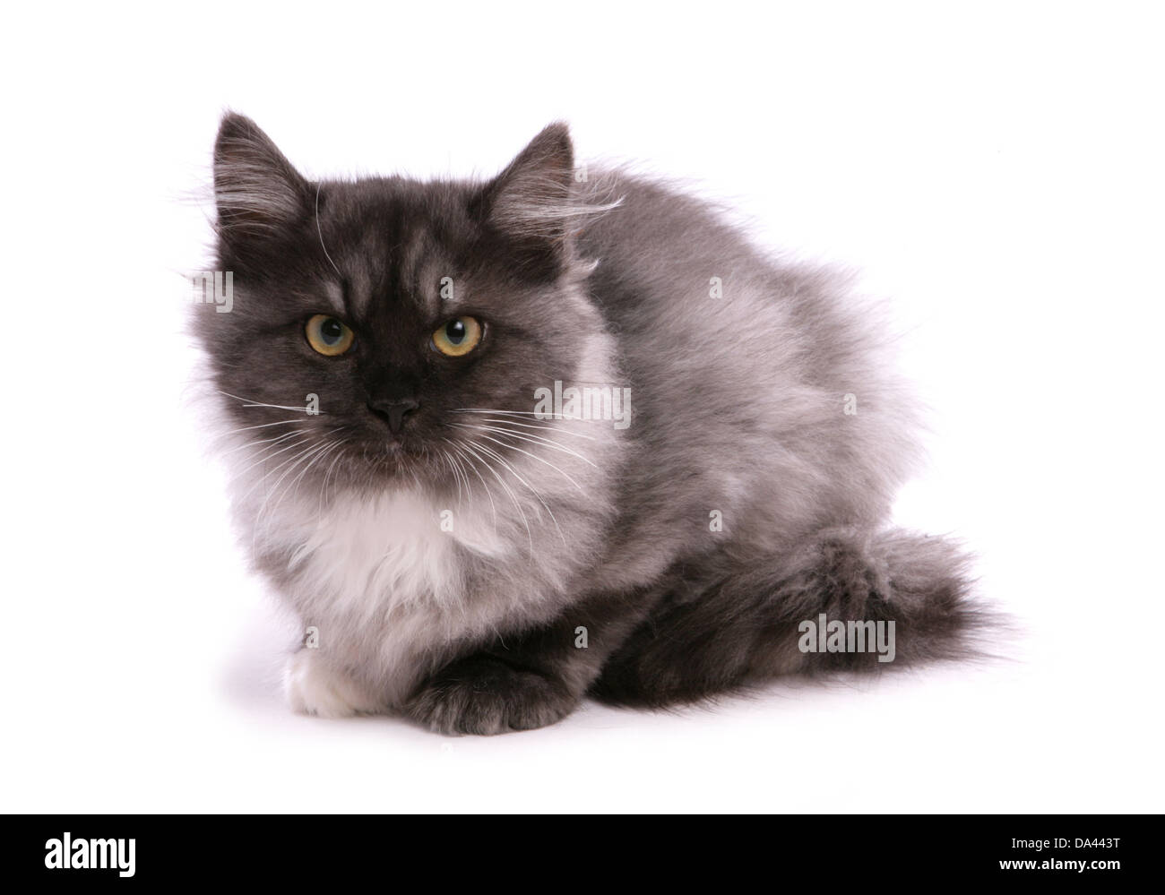 Inländische Katze, sibirische Waldkatze, schwarzer Rauch und weißen Kätzchen, sitzen Stockfoto