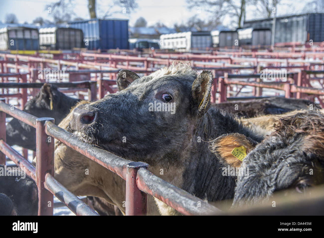 Hausrind, Rinder, stehend in Stifte am Vieh zu vermarkten, Kirkby Stephen Viehmarkt, Cumbria, England, März Stockfoto