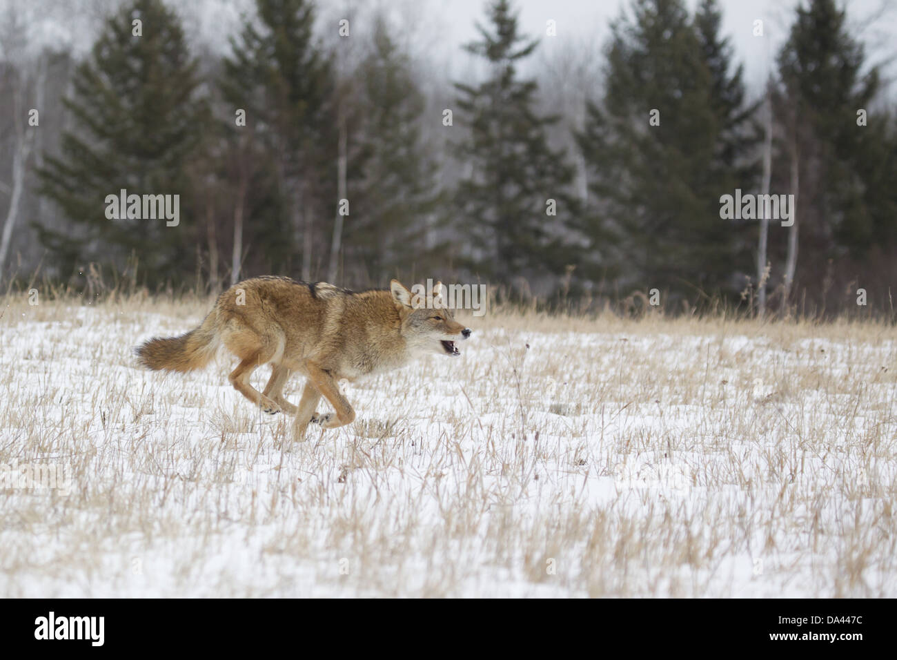 Kojote (Canis Latrans) Erwachsenen, laufen im Schnee bedeckt Feld, Minnesota, USA, Januar (Captive) Stockfoto