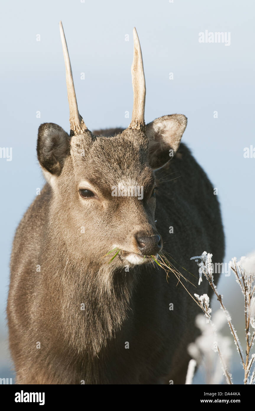 Sika Rotwild (Cervus Nippon) eingeführten Arten Hirsch Winter Mantel Nahaufnahme des Kopfes Fütterung auf dem Rasen bei Frost Kent England Januar Stockfoto