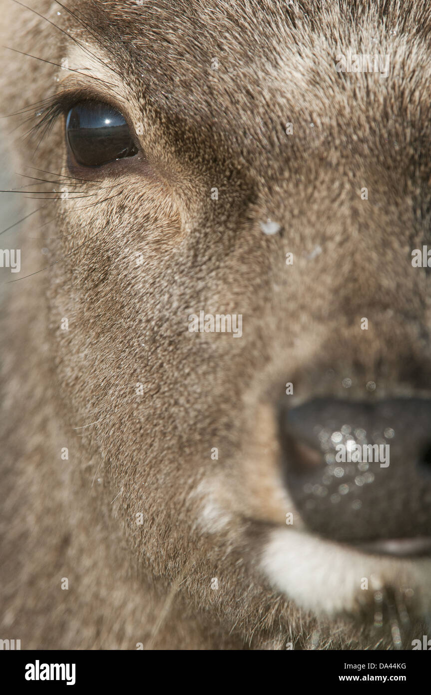 Sika Rotwild (Cervus Nippon) eingeführten Arten, Hirsch, Wintermantel, Nahaufnahme des Kopfes, Kent, England, Januar Stockfoto
