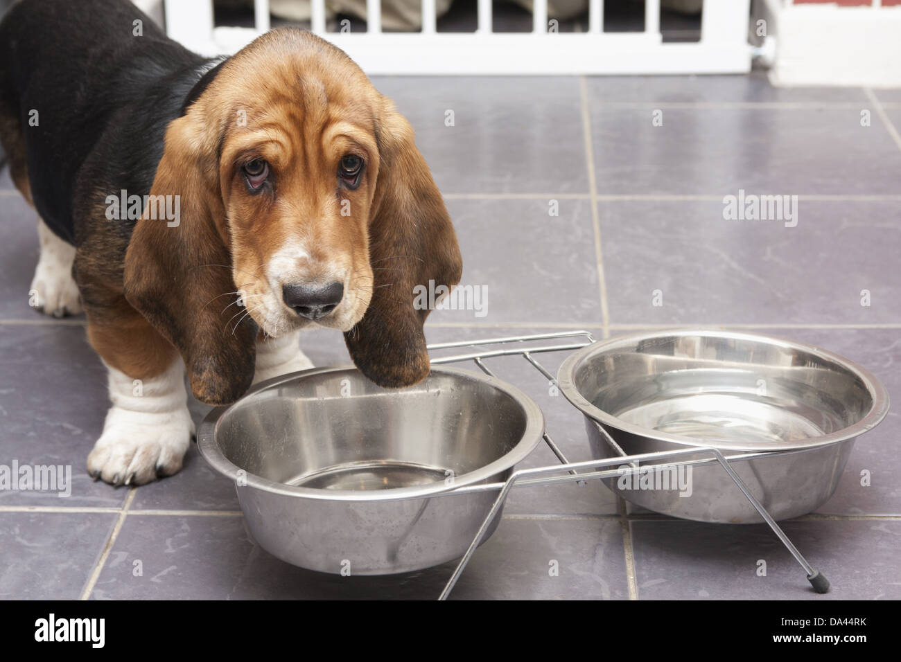 Inländische Hund, Basset Hound Welpen trinken aus Metall Schalen auf geflieste Boden, England, Dezember Stockfoto