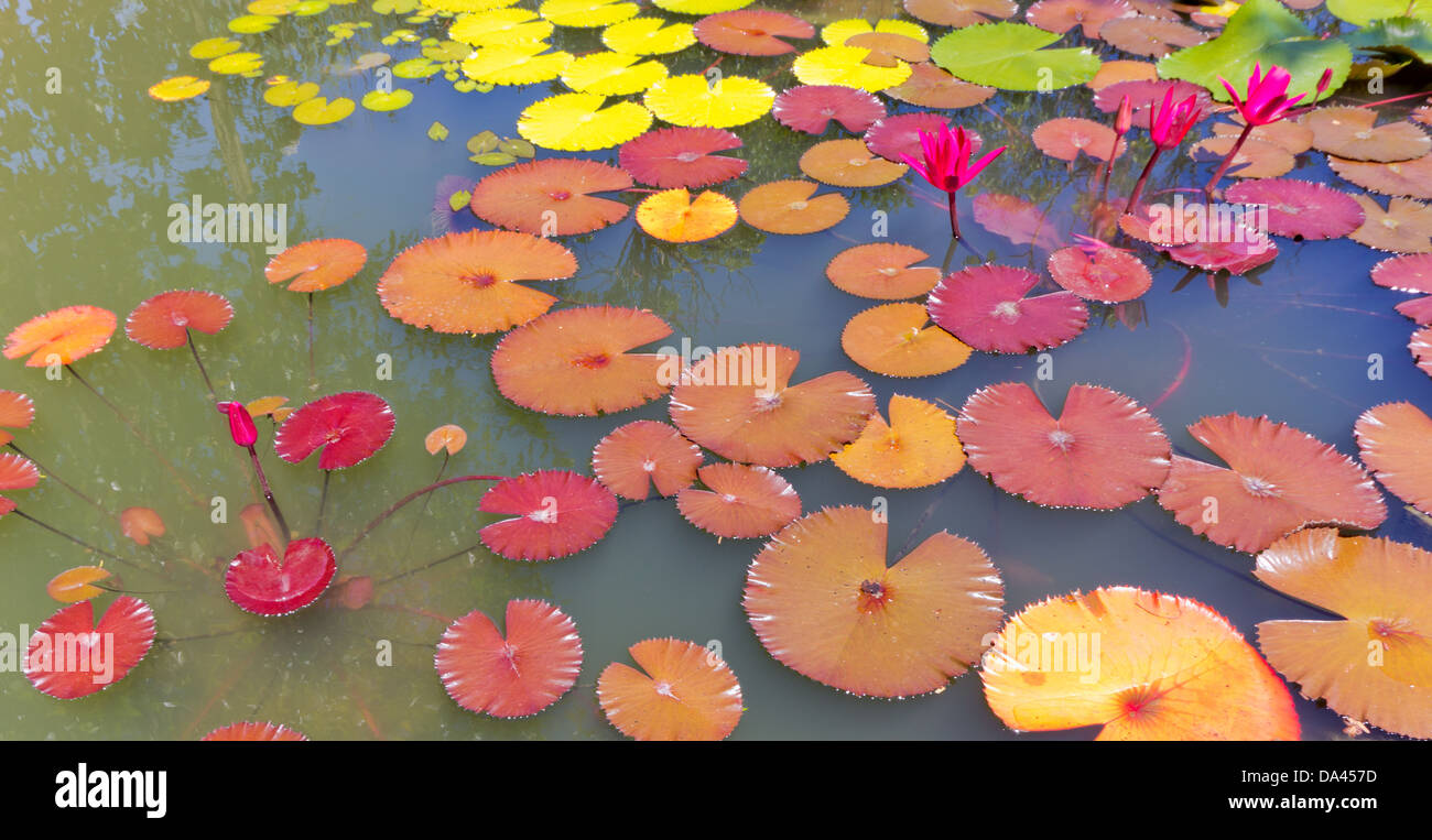 Bunte Blätter von Siam-Lotus-Pflanze im Teich. Stockfoto