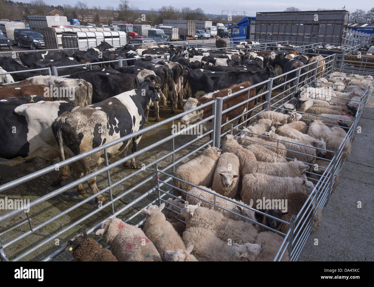 Hausschafe, Herde Schlachtkühe, stehend in Stifte am Viehmarkt, Chelford Viehmarkt, Cheshire, England, März Stockfoto