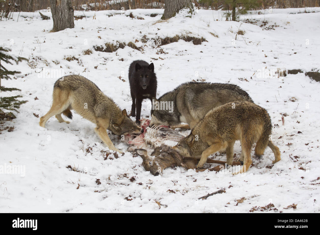 Graue Wolf (Canis Lupus) vier Erwachsene Pack Fütterung auf weiß - angebundene Rotwild (Odocoileus Virginianus) Beute im Schnee bedeckt Wald Stockfoto