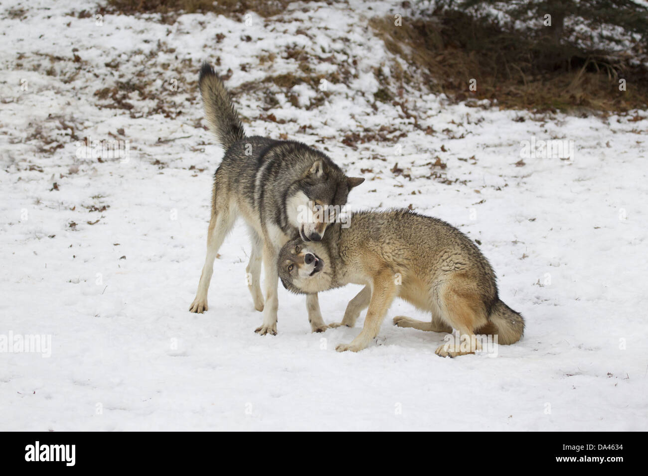 Graue Wolf (Canis Lupus) Erwachsenen paar weiblich in devote Haltung während der Interaktion mit alpha-Männchen im Schnee Minnesota Vereinigte Staaten von Amerika Stockfoto
