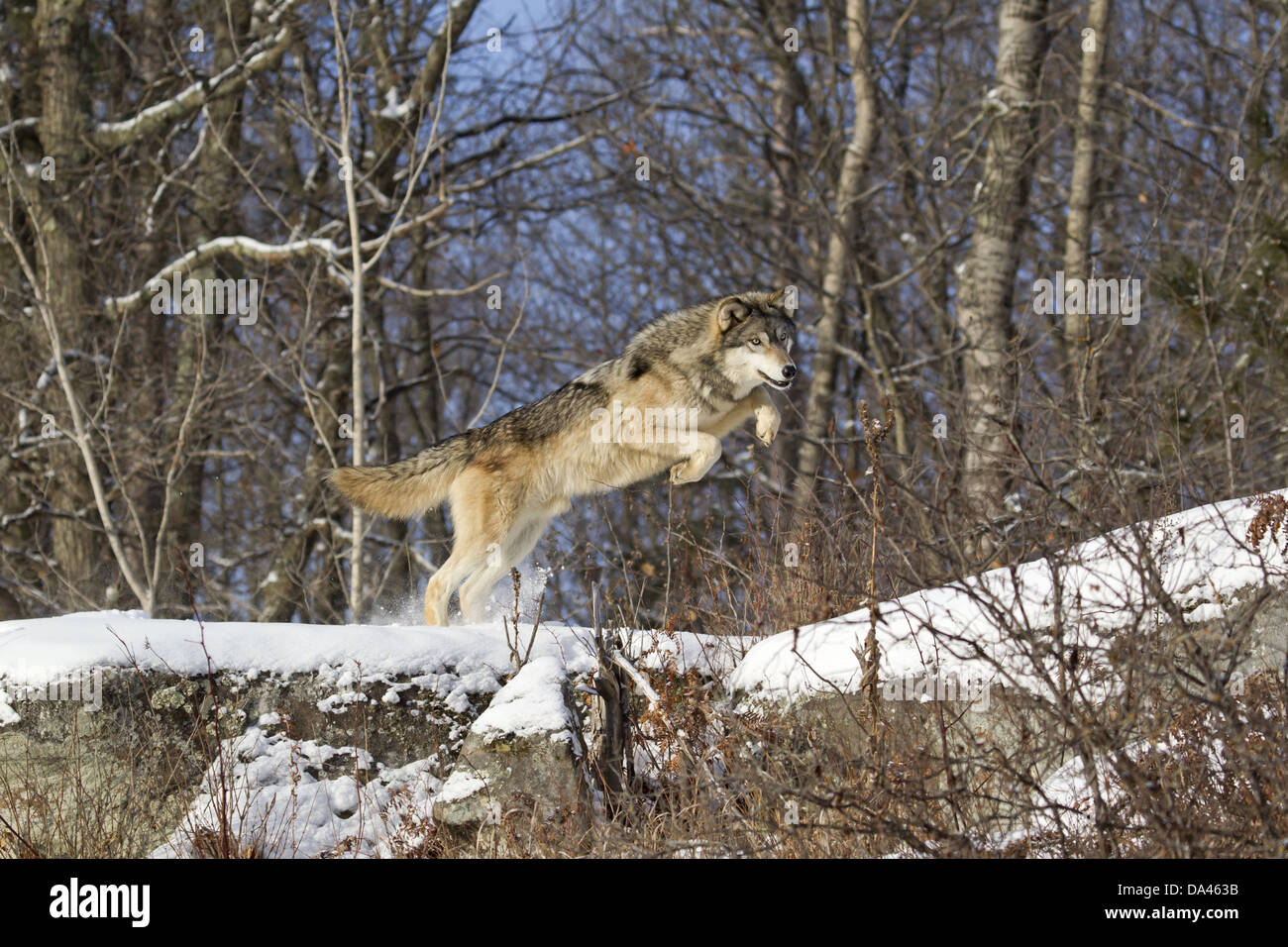 Graue Wolf (Canis Lupus) Erwachsenen, springen über Schnee bedeckt