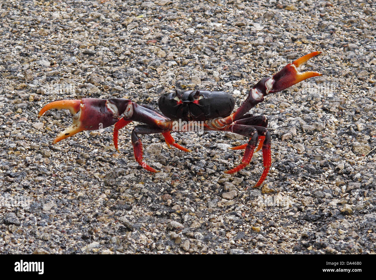 Schwarz Landkrabben (Gecarcinus Ruricola) dark Morph Erwachsener mit Krallen in Bedrohung Display Kreuzung Straße auf der Frühjahrszug angehoben Stockfoto