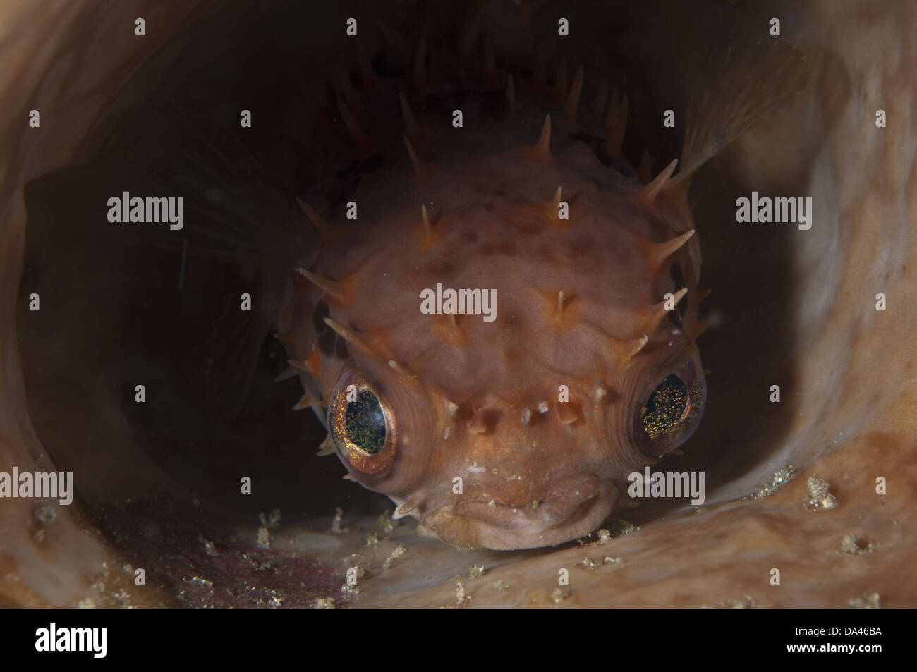 Endständigen Burrfish (Cyclichthys Orbicularis) Erwachsenen ruht in Fass-Schwamm Lembeh Straße Sulawesi Sunda-Inseln in Indonesien Stockfoto