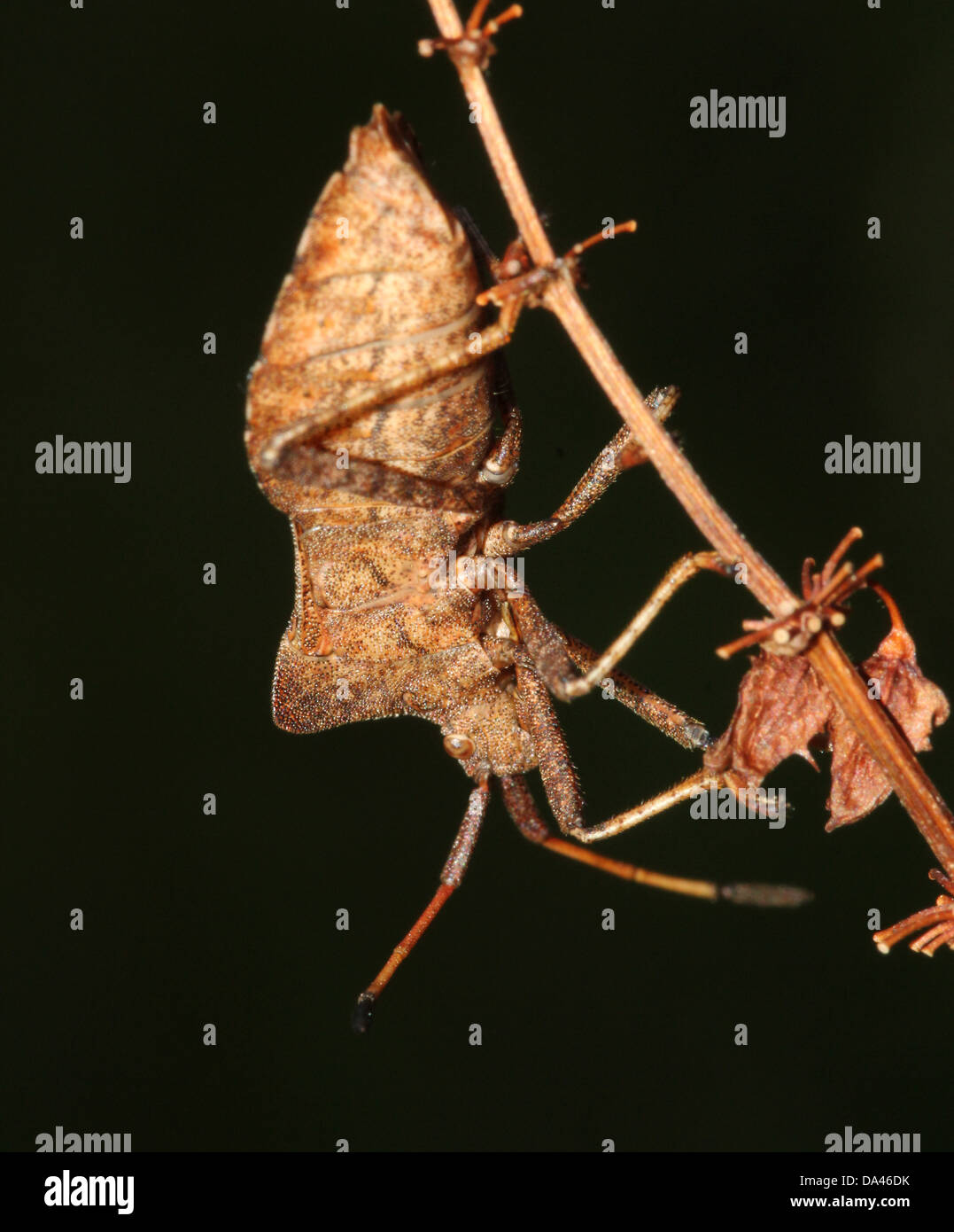 Detaillierten Makroaufnahmen von bräunlich Dock Bug (Coreus Marginatus) im Nymphe und Erwachsenen Stadium (20 Bilder in Serie) Stockfoto