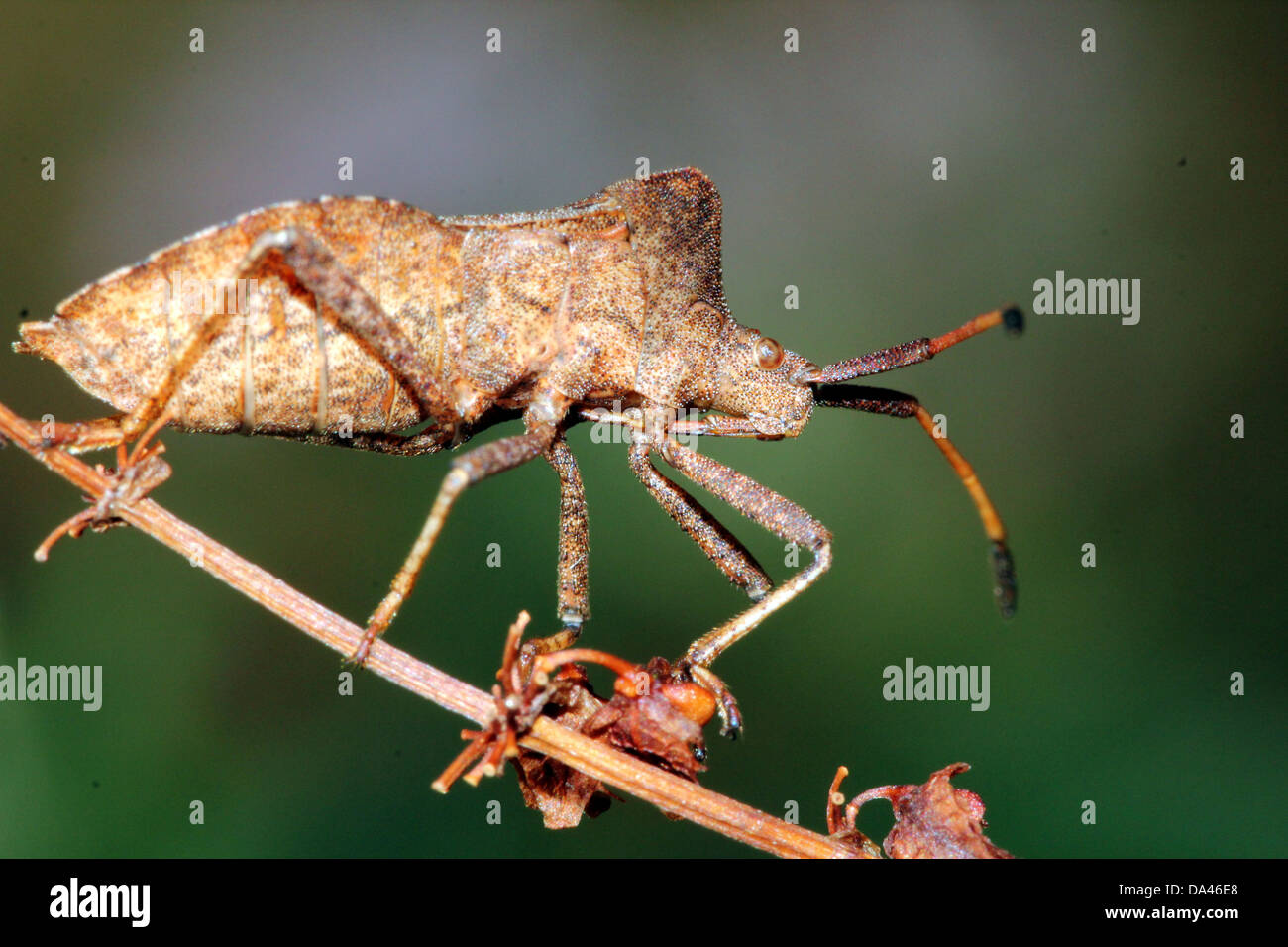 Detaillierten Makroaufnahmen von bräunlich Dock Bug (Coreus Marginatus) im Nymphe und Erwachsenen Stadium (20 Bilder in Serie) Stockfoto