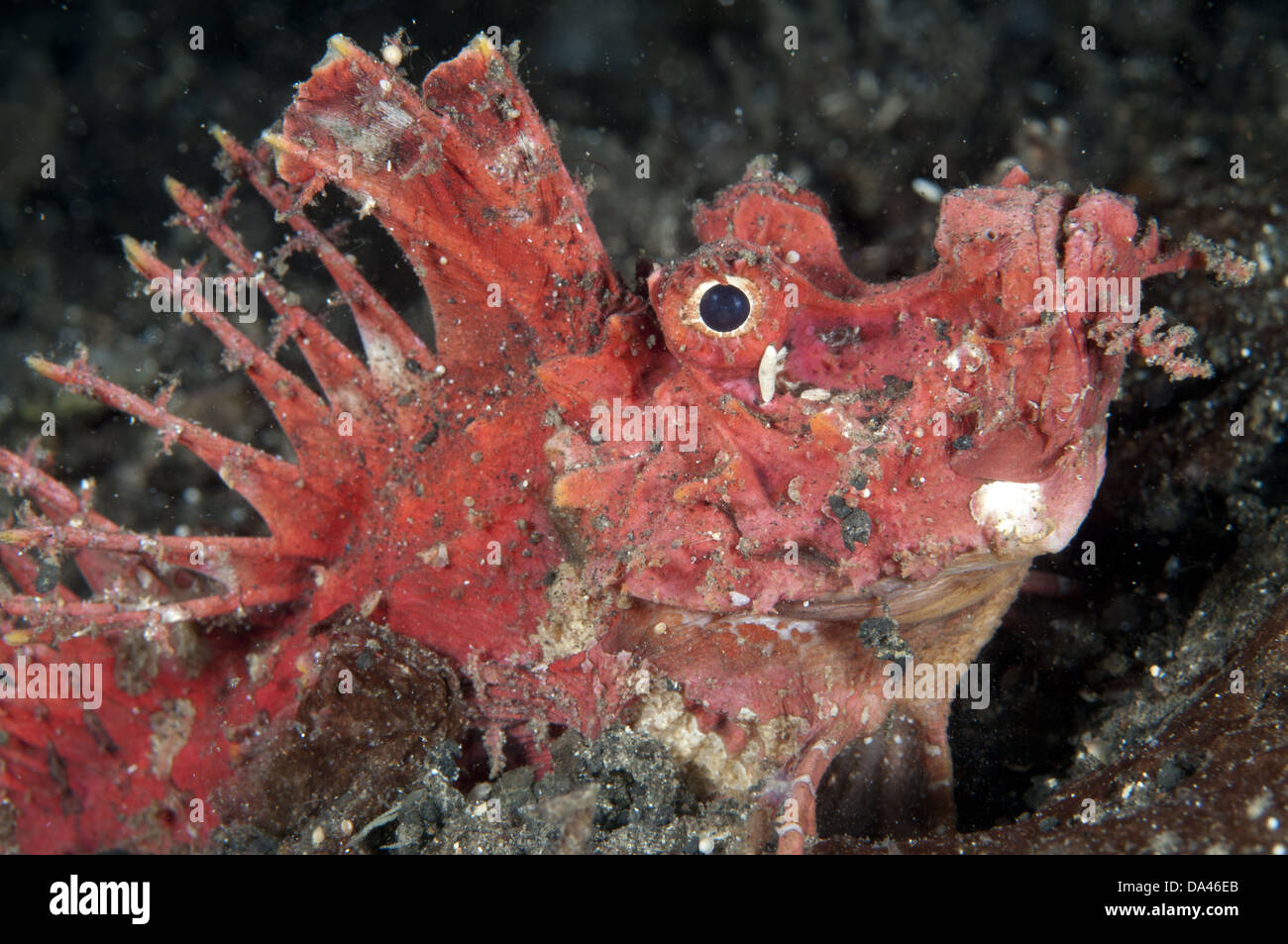 Rot stacheligen Devilfish (Inimicus Didactylus) Erwachsenen Nahaufnahme des Kopfes in der Nacht kann Lembeh Straße Sulawesi Sunda-Inseln in Indonesien Stockfoto