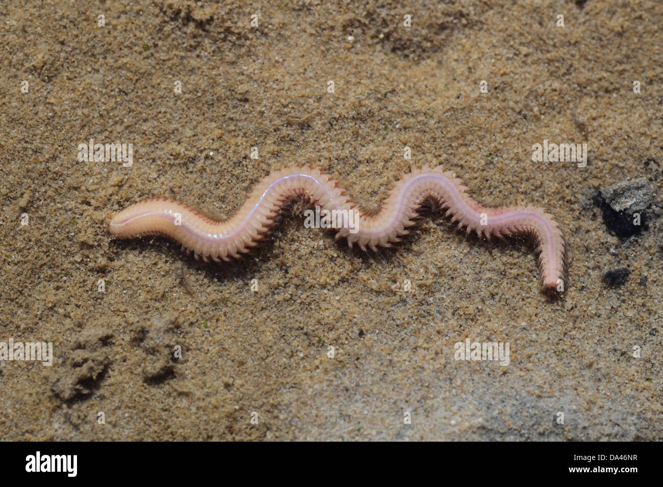White Ragworm (Nephthys Hombergii) Erwachsenen, auf Sand, im Hafen von Poole, Dorset, England, April Stockfoto