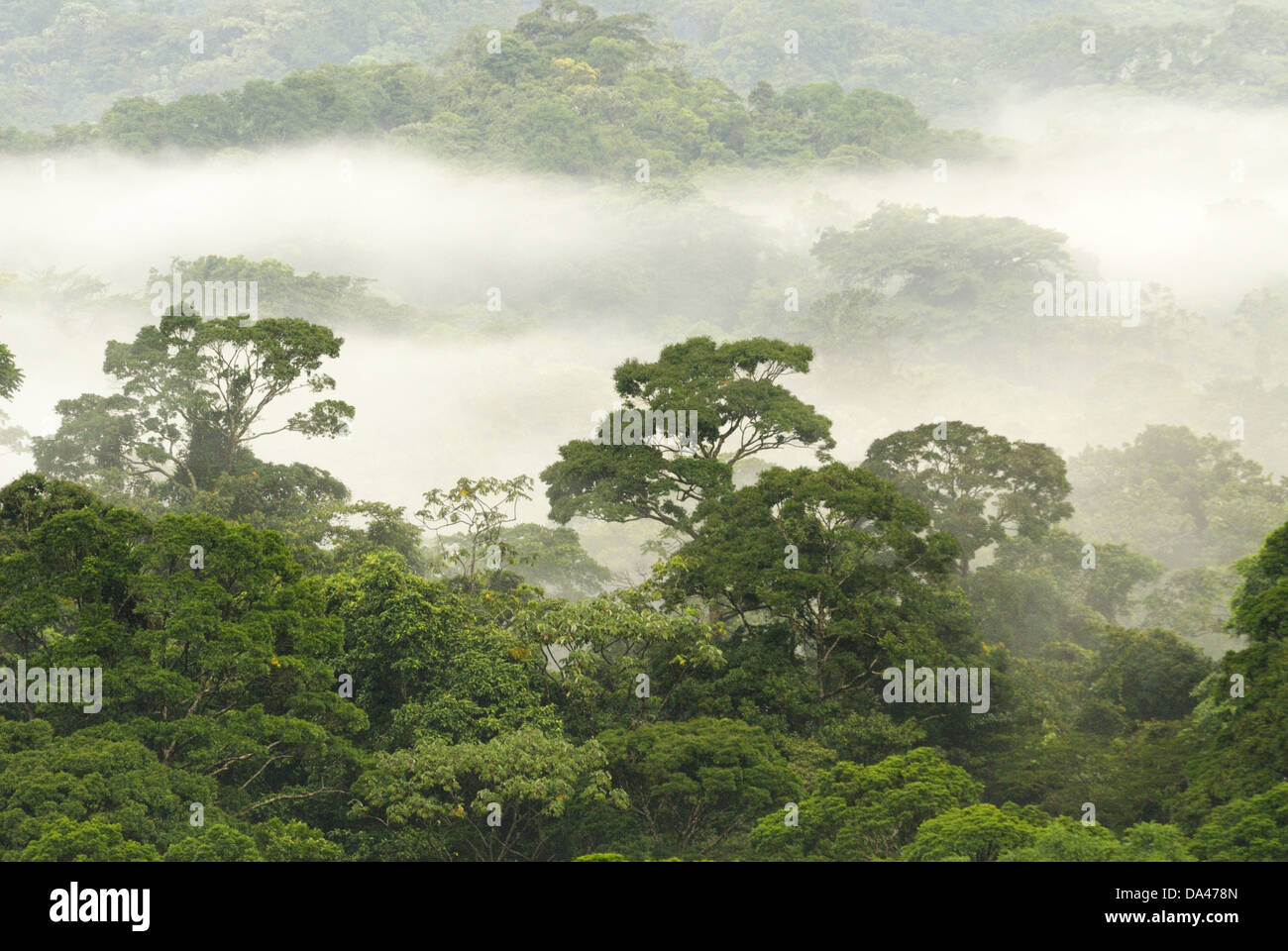 Nebelwald Lebensraum, Volcan Arenal Nationalpark, Provinz Alajuela, Costa Rica, August Stockfoto