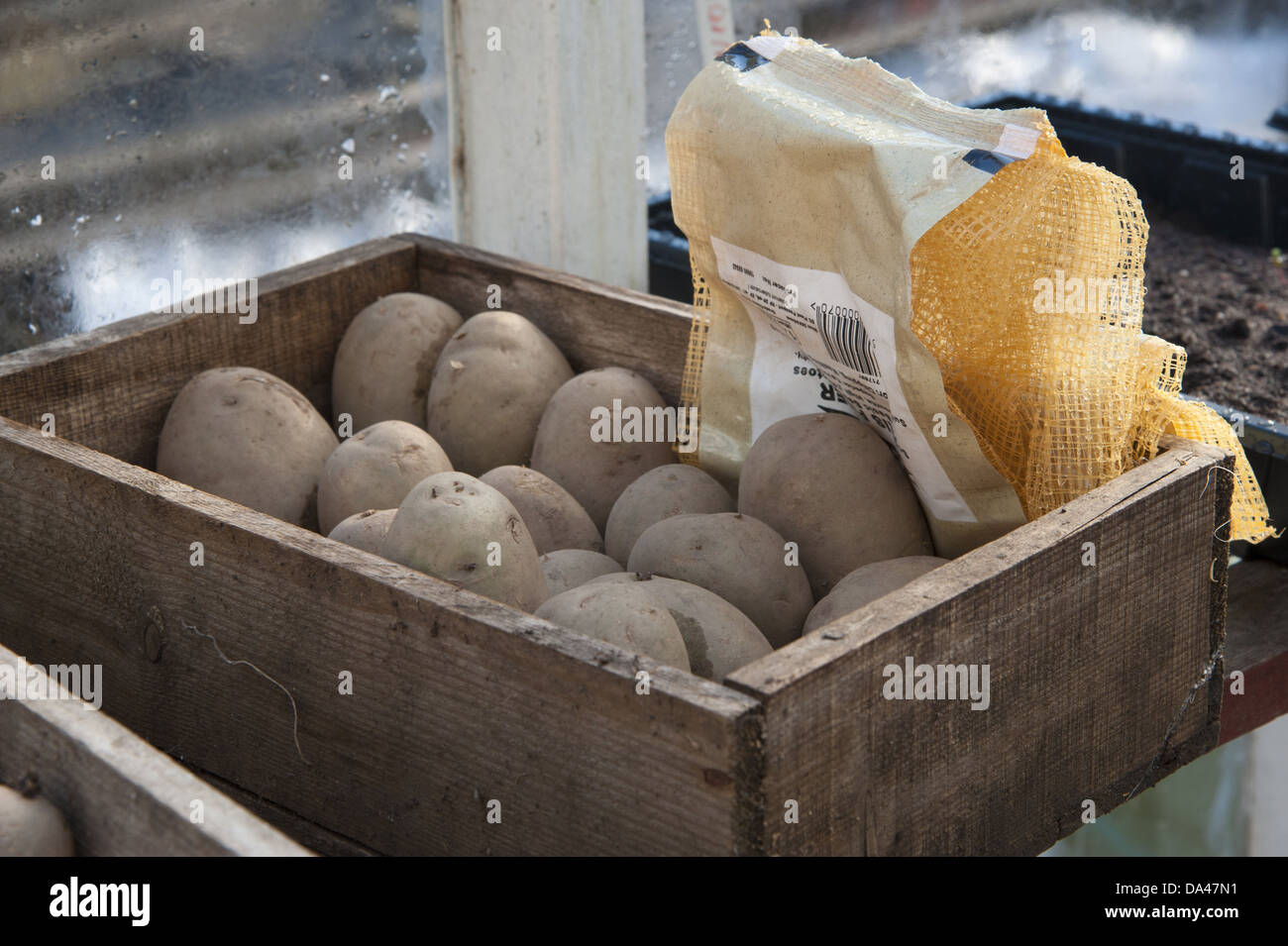 Kartoffel (Solanum Tuberosum) "Maris Piper" Sorte Samen Knollen in Holz box im Gartengewächshaus Chipping Lancashire England Stockfoto
