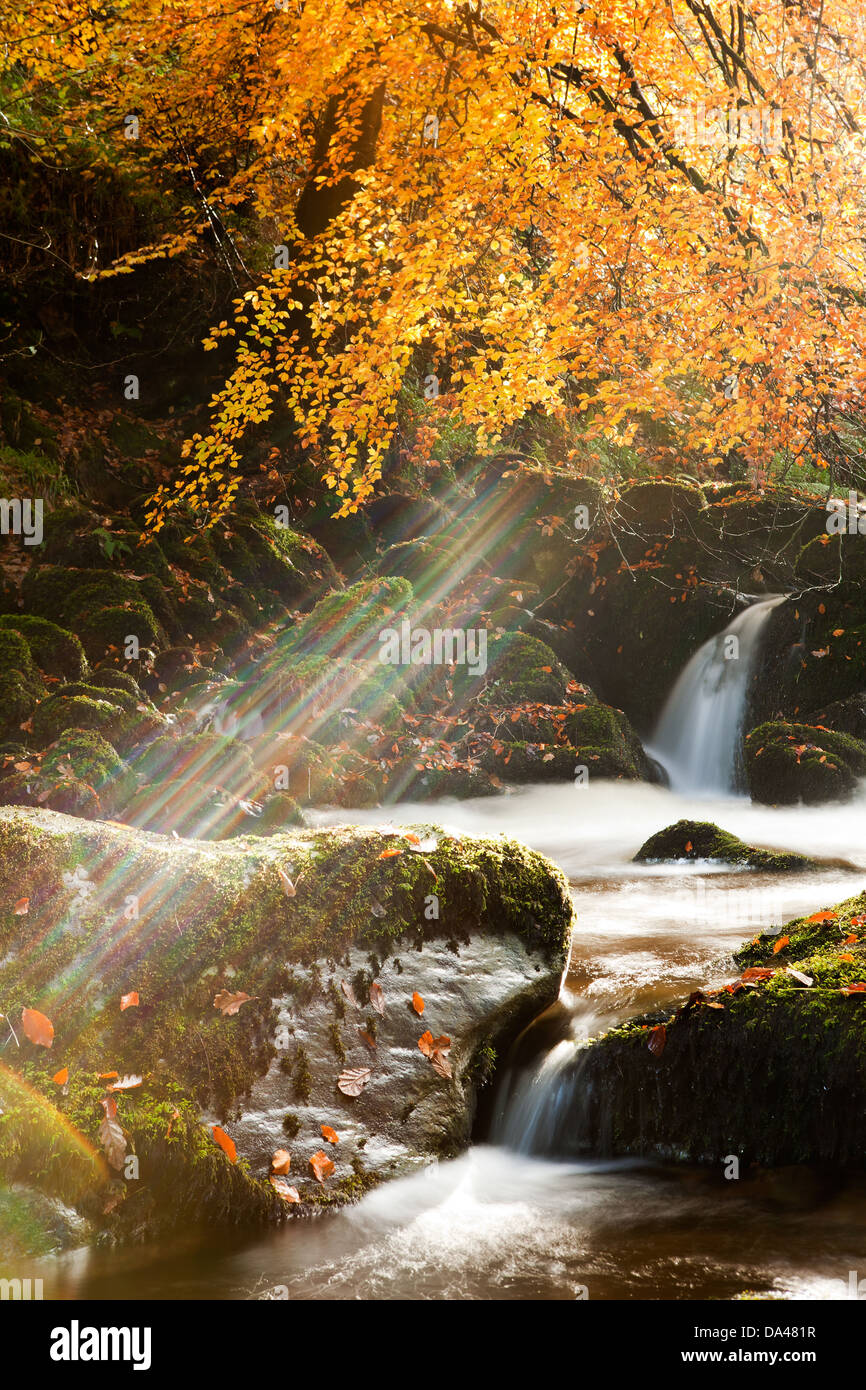 Sonnenstrahlen durchbrechen Rotbuche (Fagus Sylvatica) Zweige und Blätter über dem kleinen Wasserfall Hoar Eiche Wasser Stockfoto