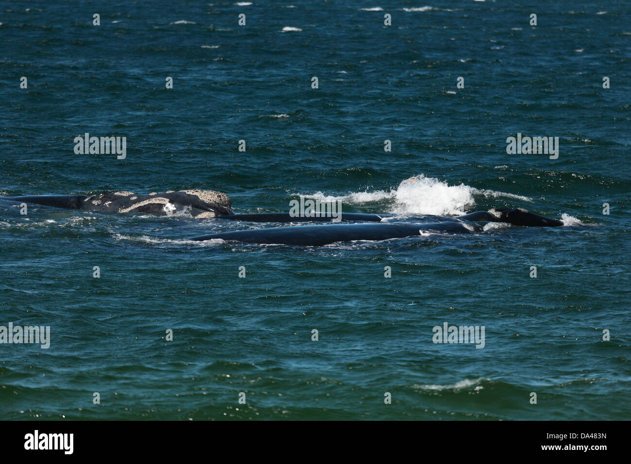 Bryde die Wale tummeln sich in der False Bay, Cape Town, Südafrika Stockfoto