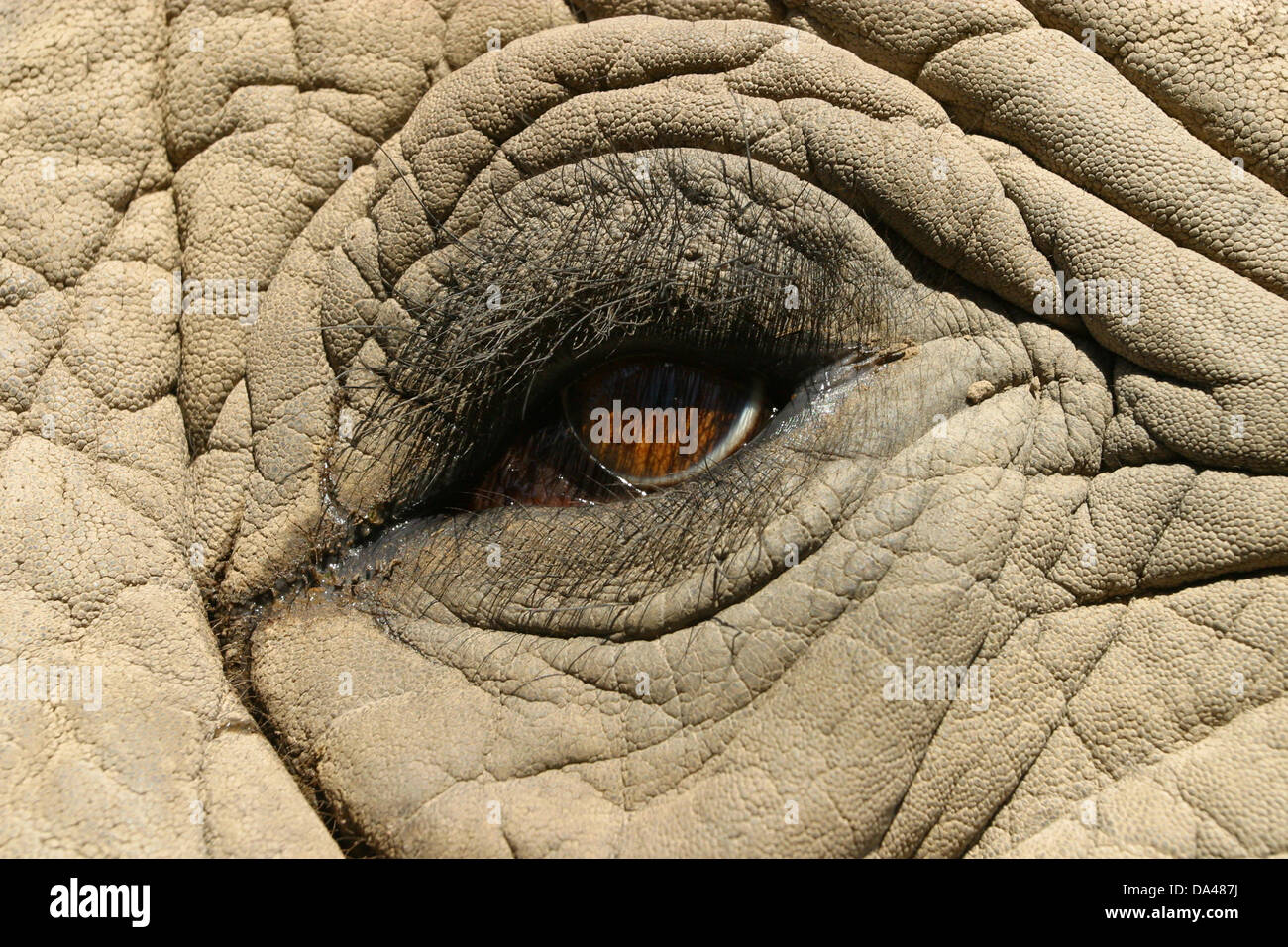 Nahaufnahme eines Elefanten Auge Stockfoto