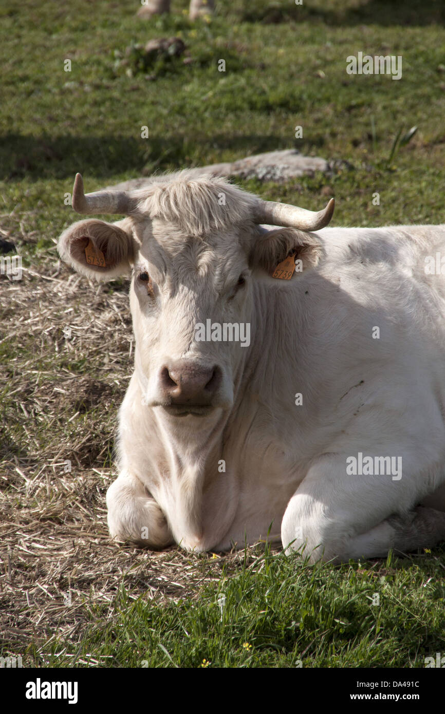 Charolais Kuh, mit Hörnern und Ohr Tags - Extremadura, Spanien Stockfoto