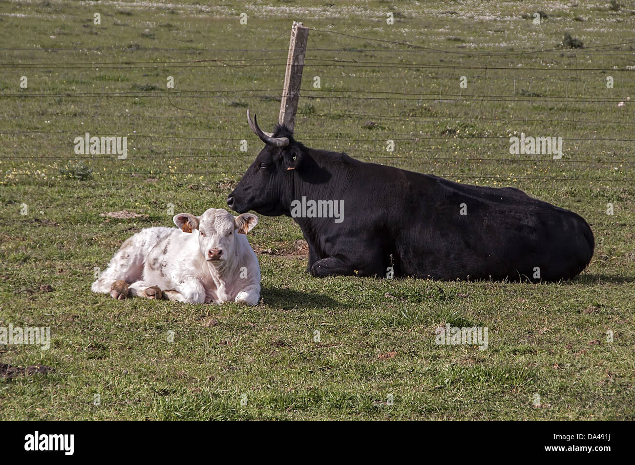 Ein Junge Charolais-Kalb mit einem andalusischen schwarze Kuh - Extremadura, Spanien. Stockfoto