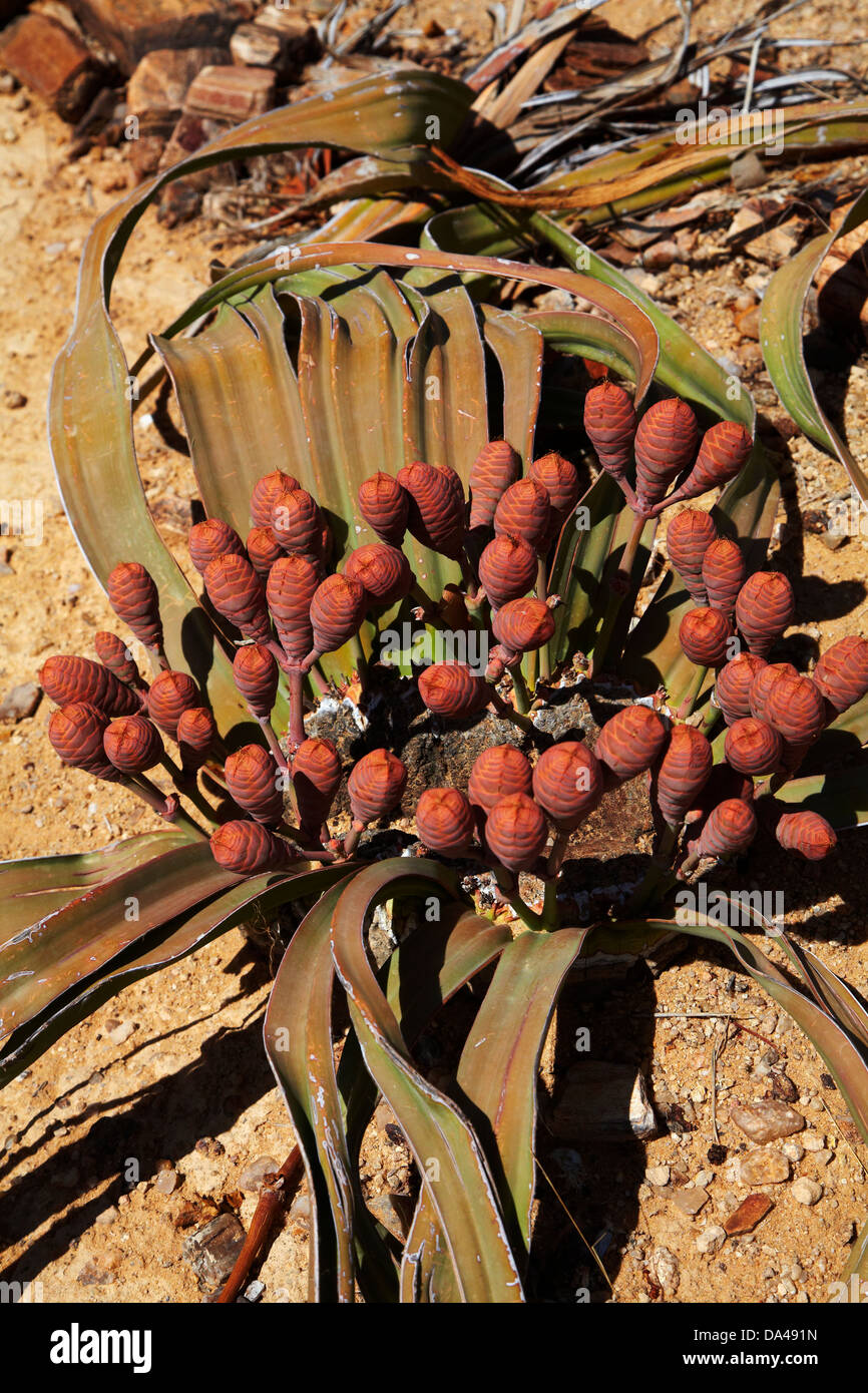 Kegel auf weibliche Welwitschia Pflanze am versteinerten Wald, Damaraland, Namibia, Afrika Stockfoto