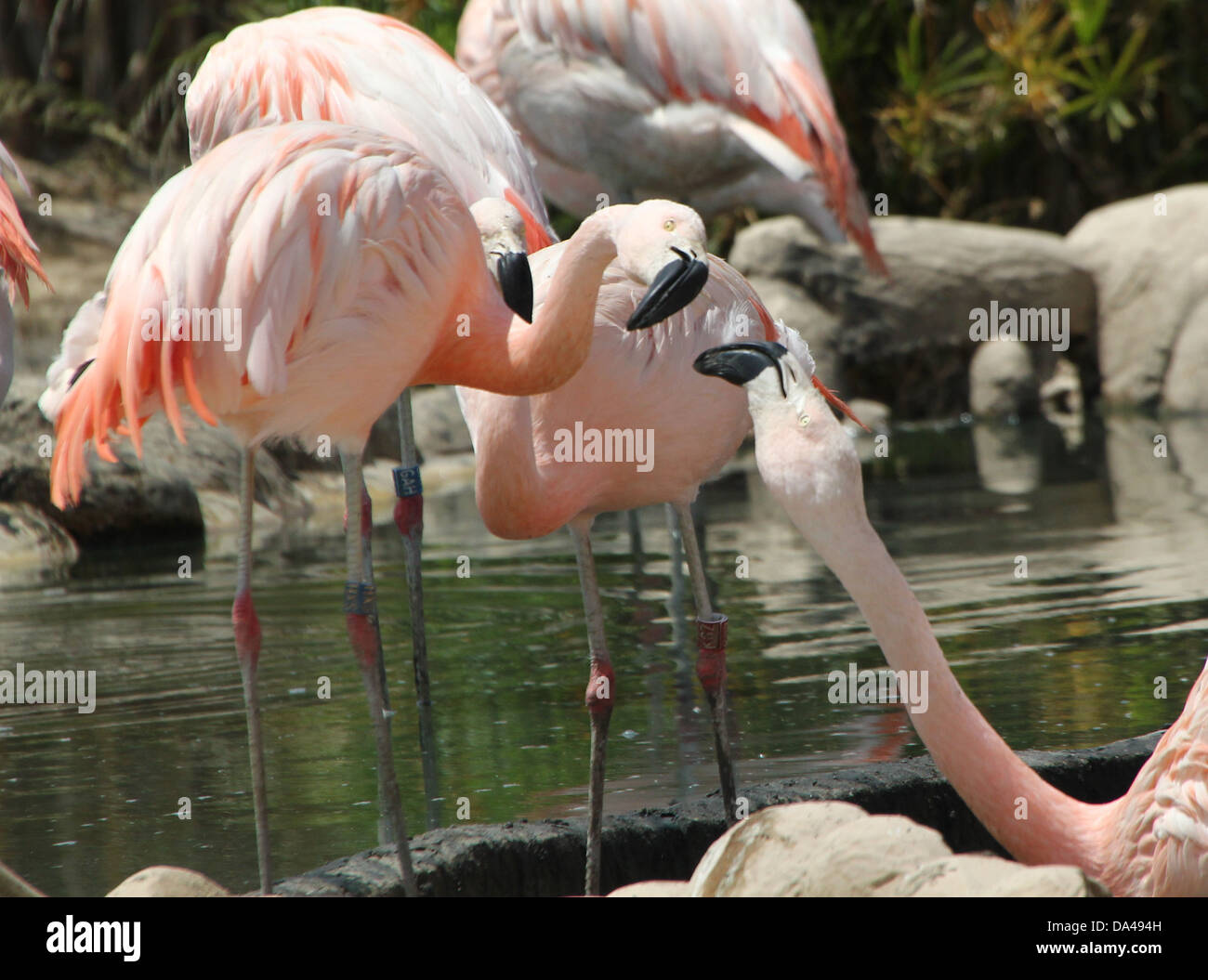 Große Gruppe von South American / chilenische Flamingos (Phoenicopterus Chilensis) im Zoo von Bioparc Valencia, Spanien Stockfoto