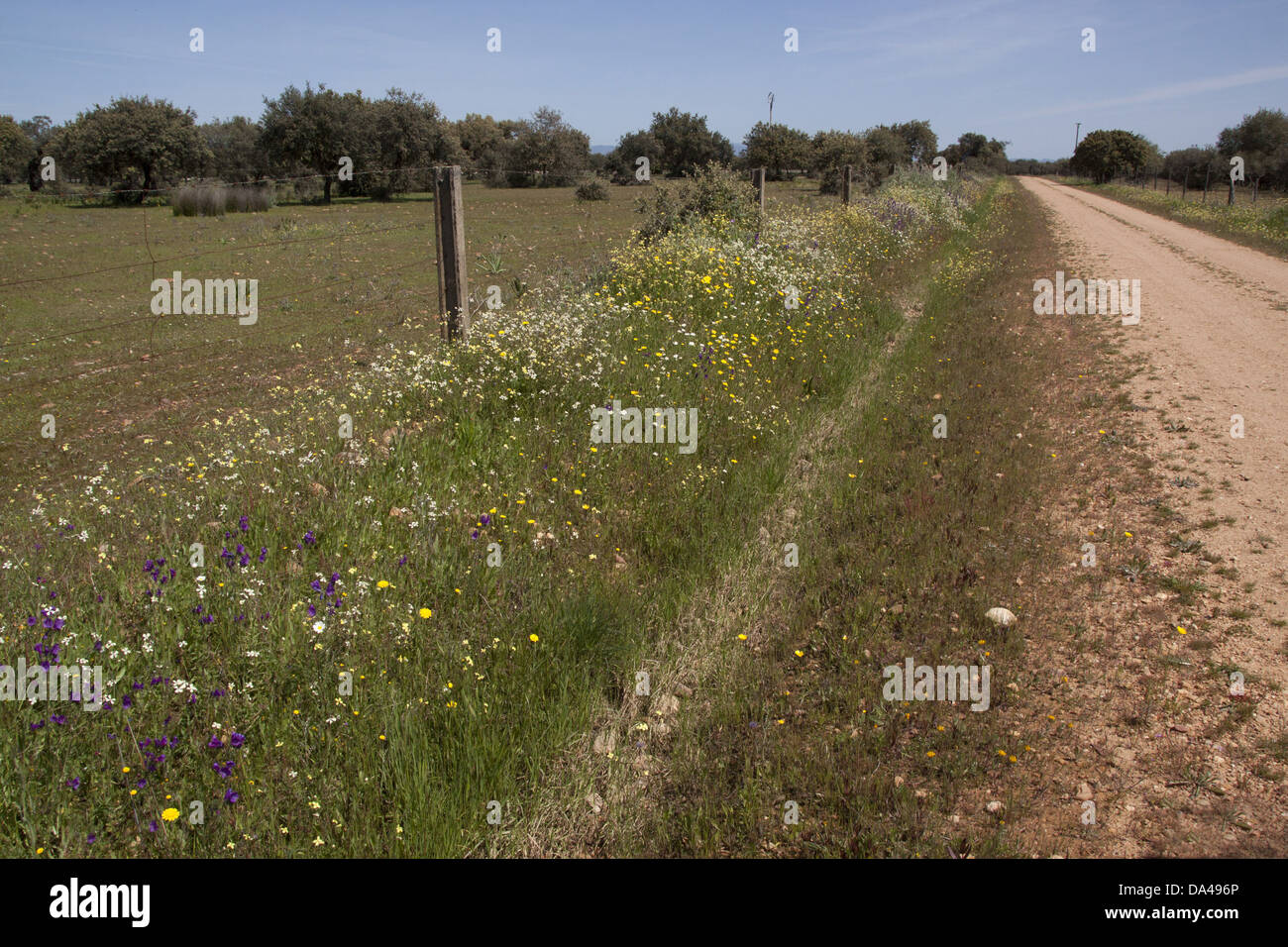 Die Fülle von wilden Blumen wachsen auf einer Straße seitliche Kante in Extremadura, Spanien. Stockfoto