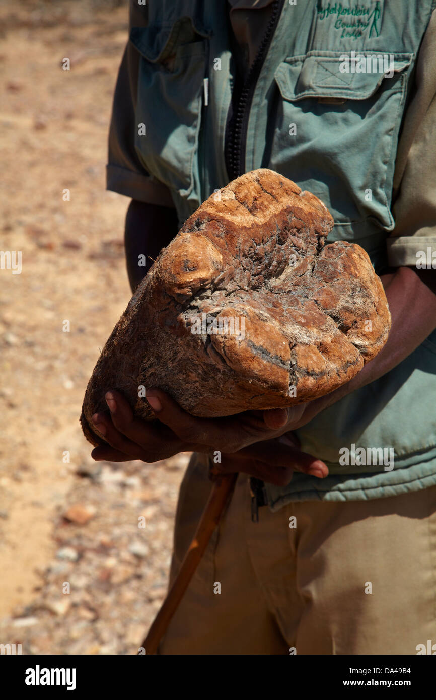 Leitfaden Sie mit versteinertem Holz im versteinerten Wald, Damaraland, Namibia, Afrika Stockfoto