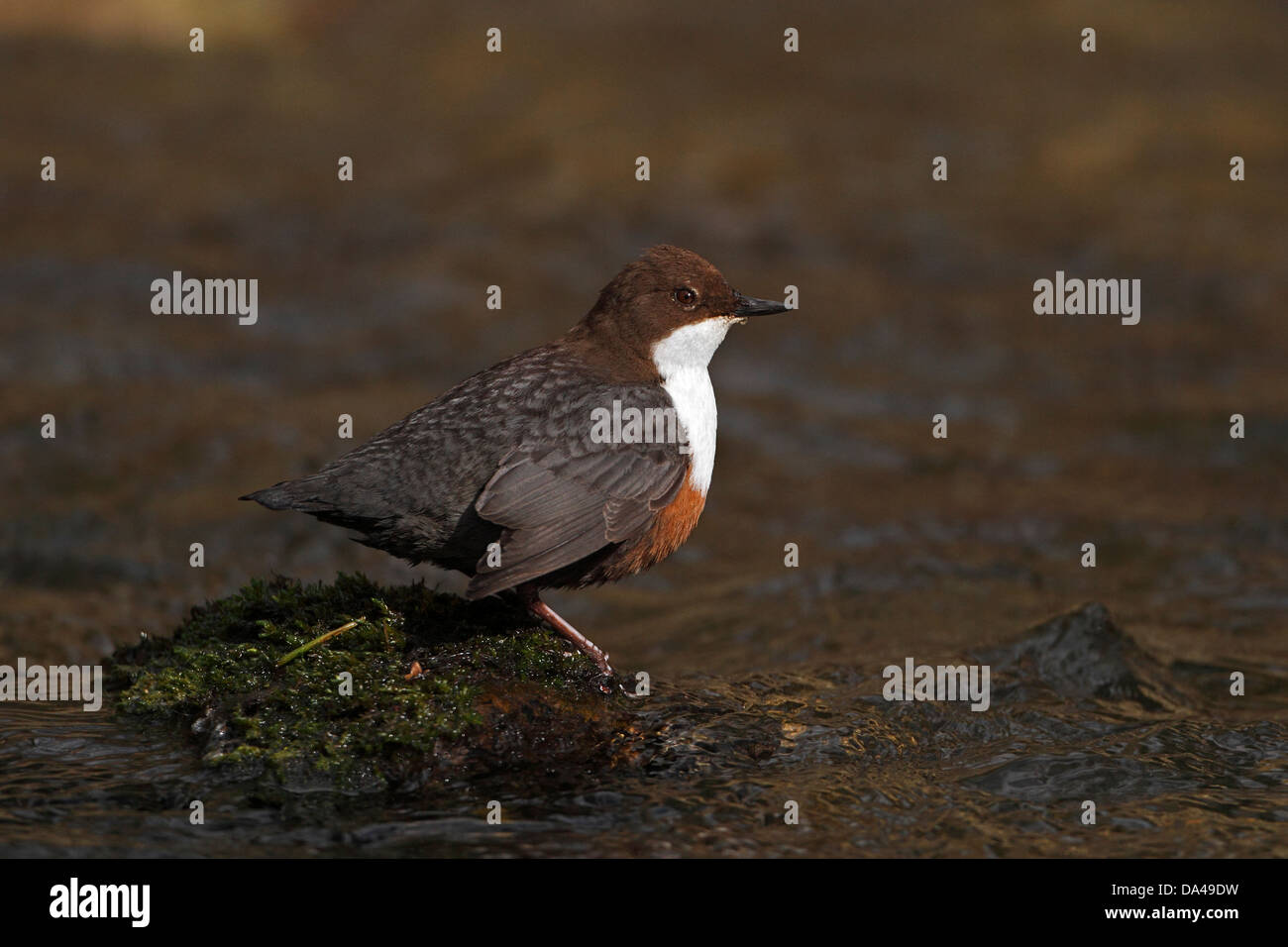 Wasseramseln (Cinclus Cinclus) "Dippen" thront auf bemoosten Stein im Stream Clwyd North Wales UK März 1410 Stockfoto