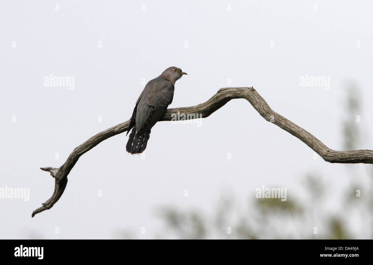 Gemeinsamen Kuckuck - Minsmere, Suffolk, Mai Stockfoto