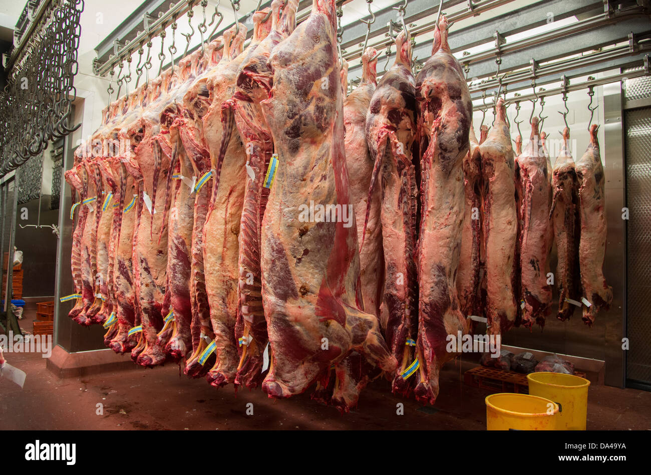 Rindfleisch Schlachtkörper hängen im Schlachthof, Yorkshire, England, Februar Stockfoto