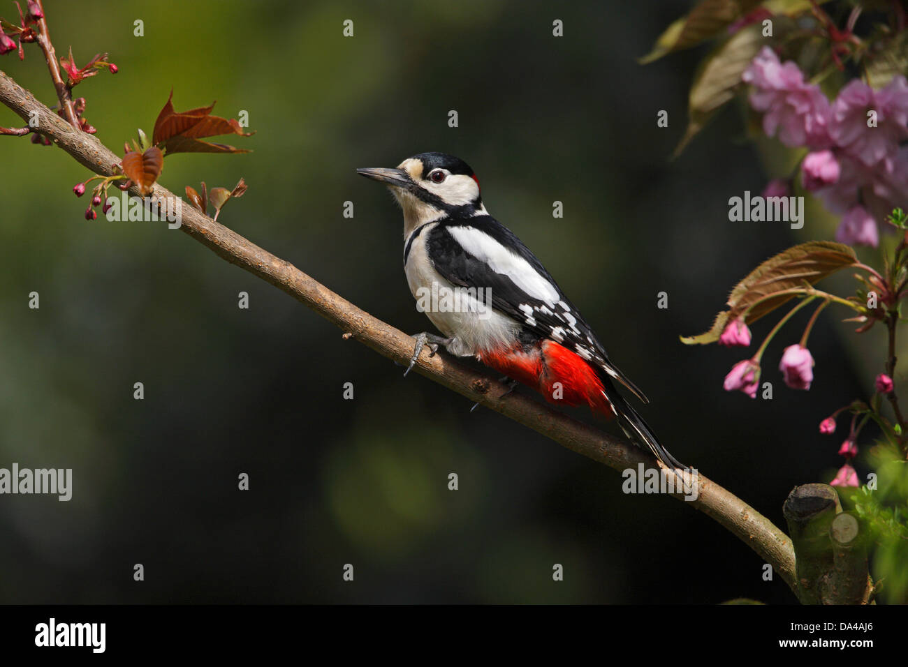Männlicher Buntspecht (Dendrocopos großen) thront im Baum im Garten Cheshire UK April 0230 Stockfoto