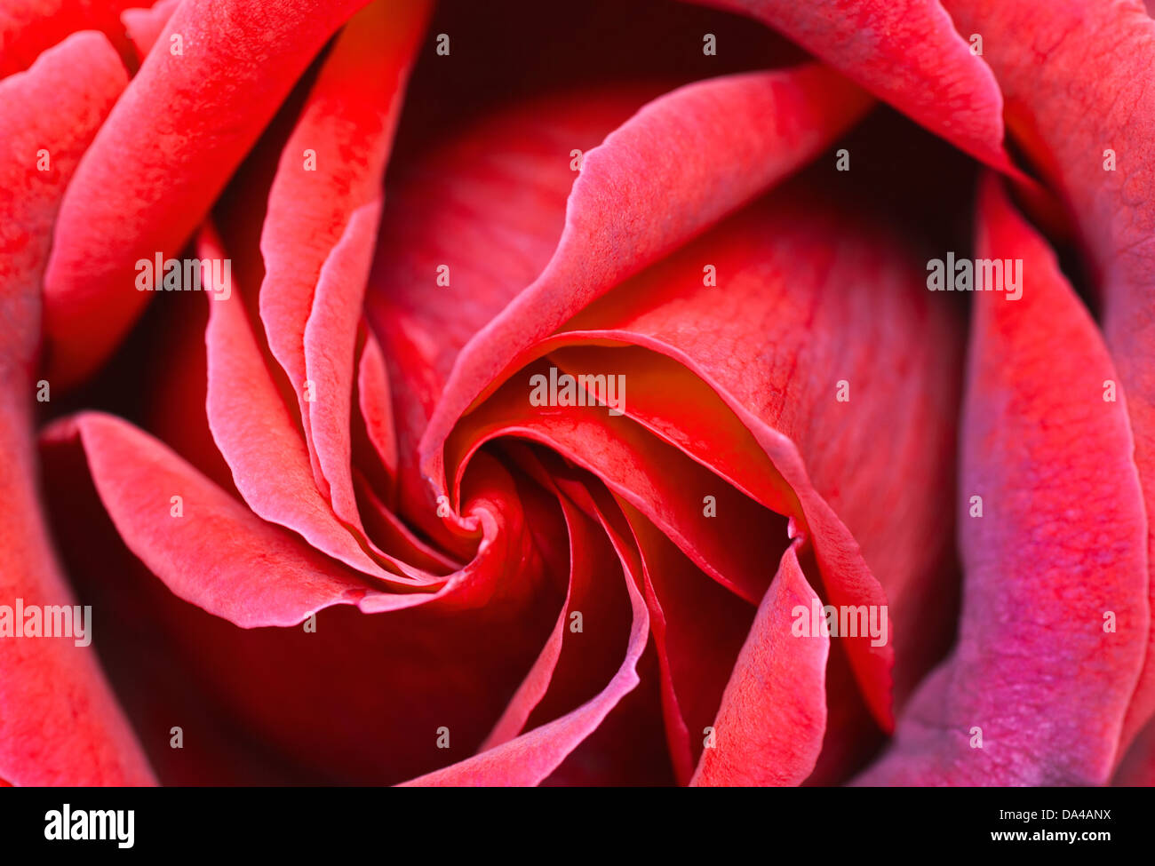 Nahaufnahme von Spiralmuster aus Rosenblättern. Stockfoto