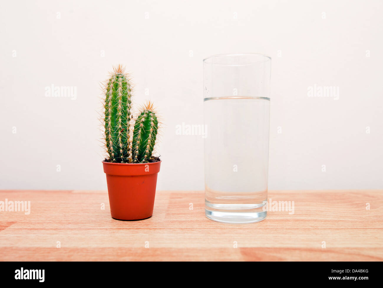 Kaktus Zimmerpflanze neben einem vollen Glas Wasser Stockfoto