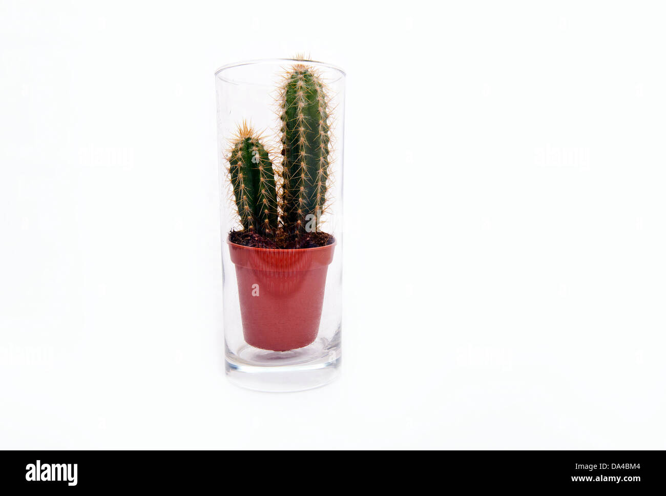 Kaktus Zimmerpflanze sitzen im leeren Glas Wasser Stockfoto