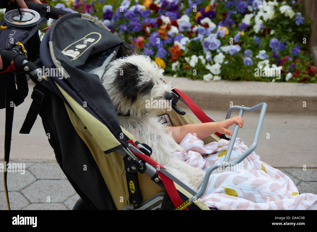 Hund & Kind in einem Kinderwagen auf dem Brgersteig in Santa Monica  Stockfotografie - Alamy