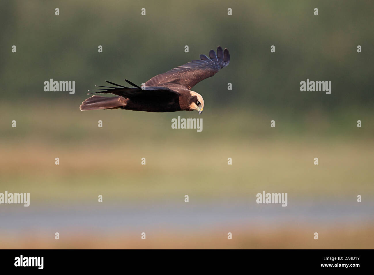 Weibliche Rohrweihe (Circus Aeruginosus) im Flug über Marsh, innere Marsh Farm RSPB reserve, Cheshire, UK, September 2010 1592 Stockfoto