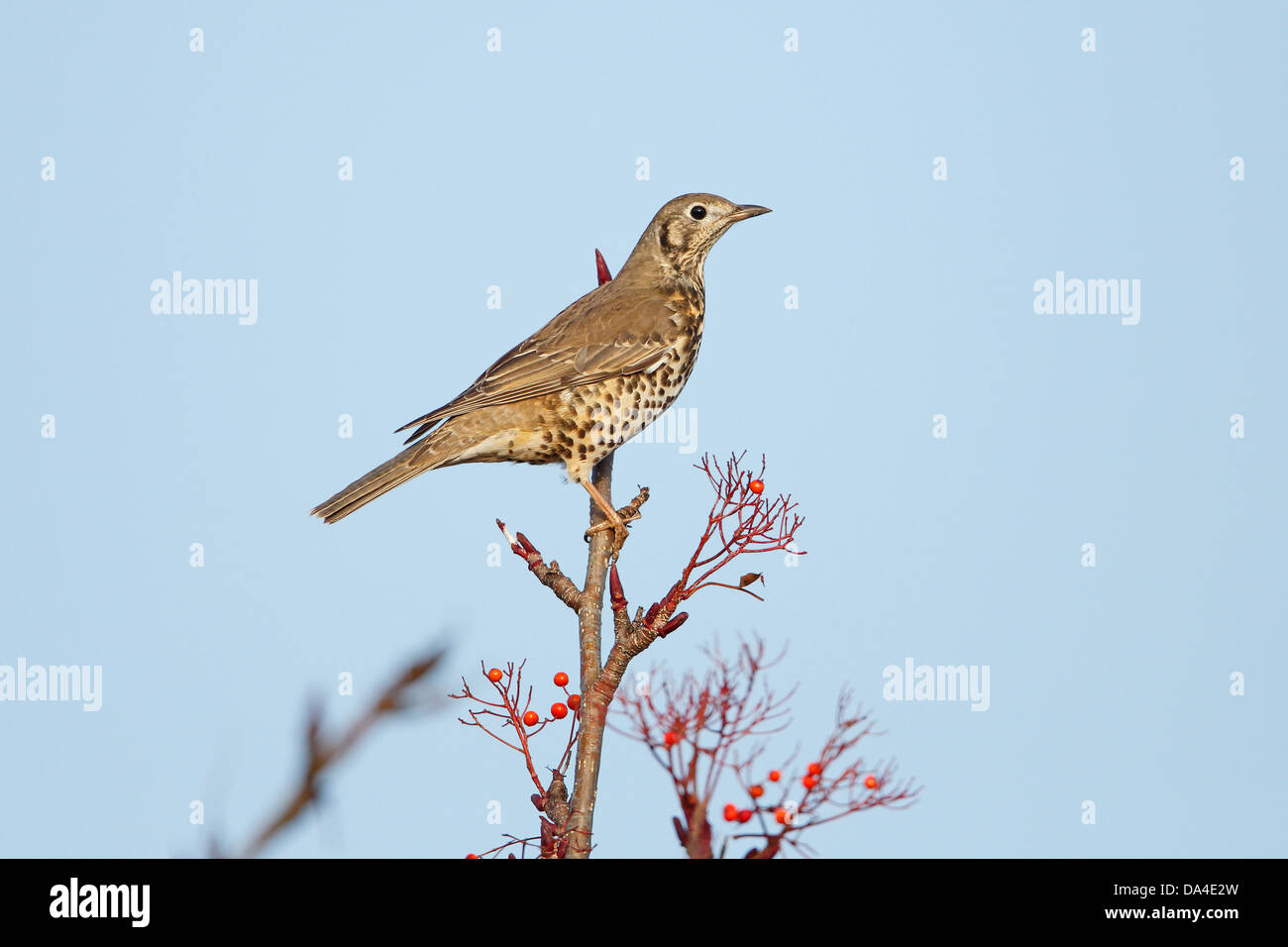 Soor Misteldrossel (Turdus Viscivorus) thront an der Spitze der Eberesche im Gewerbegebiet Deeside North Wales UK November 55193 Stockfoto