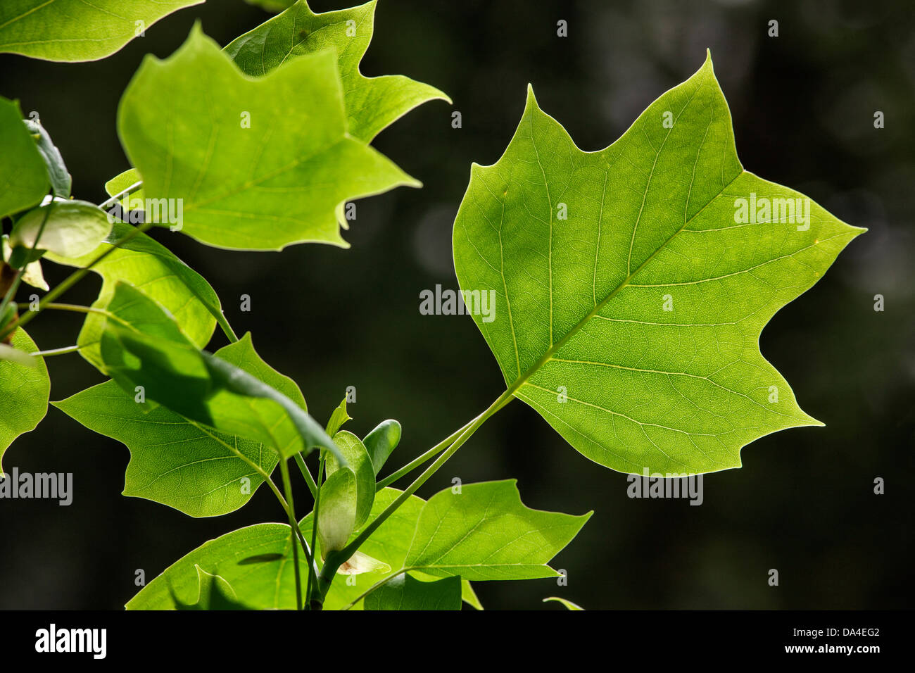 Amerikanischer Tulpenbaum (Liriodendron Tulipifera), native nach Nordamerika, in der Nähe von der Blätter im Frühling Stockfoto
