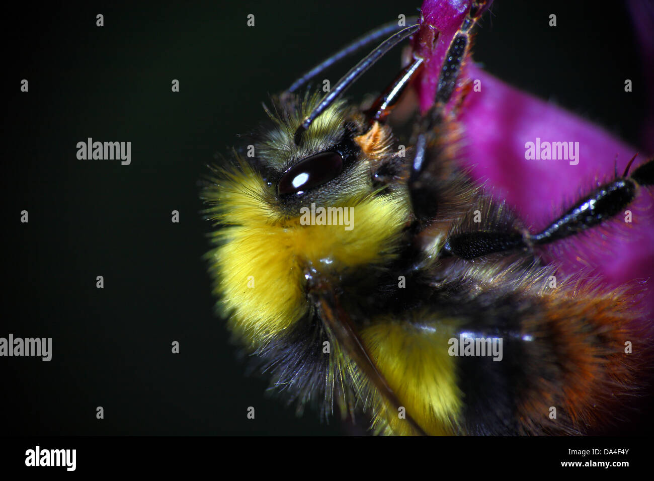 Biene auf Fox Handschuh Blume Stockfoto