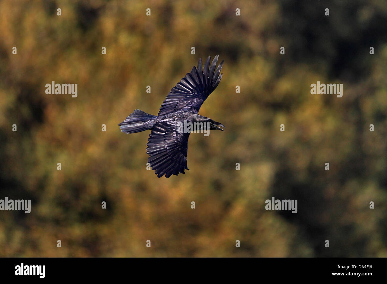 Raven (Corvus Corax) im Flug Mid Wales UK Oktober 7536 Stockfoto