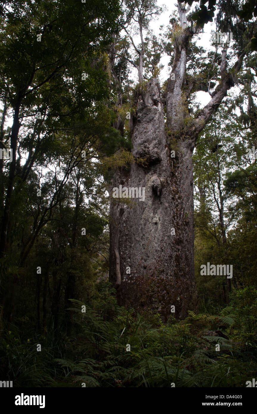 Kauri ist ein Nadel-Baum der Araucariaceae der Gattung Agathis aus der nördlichen Region von Neuseelands Nordinsel. Stockfoto