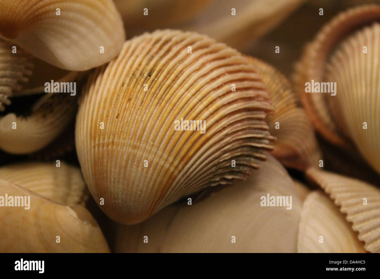 Muschelschalen Stockfoto