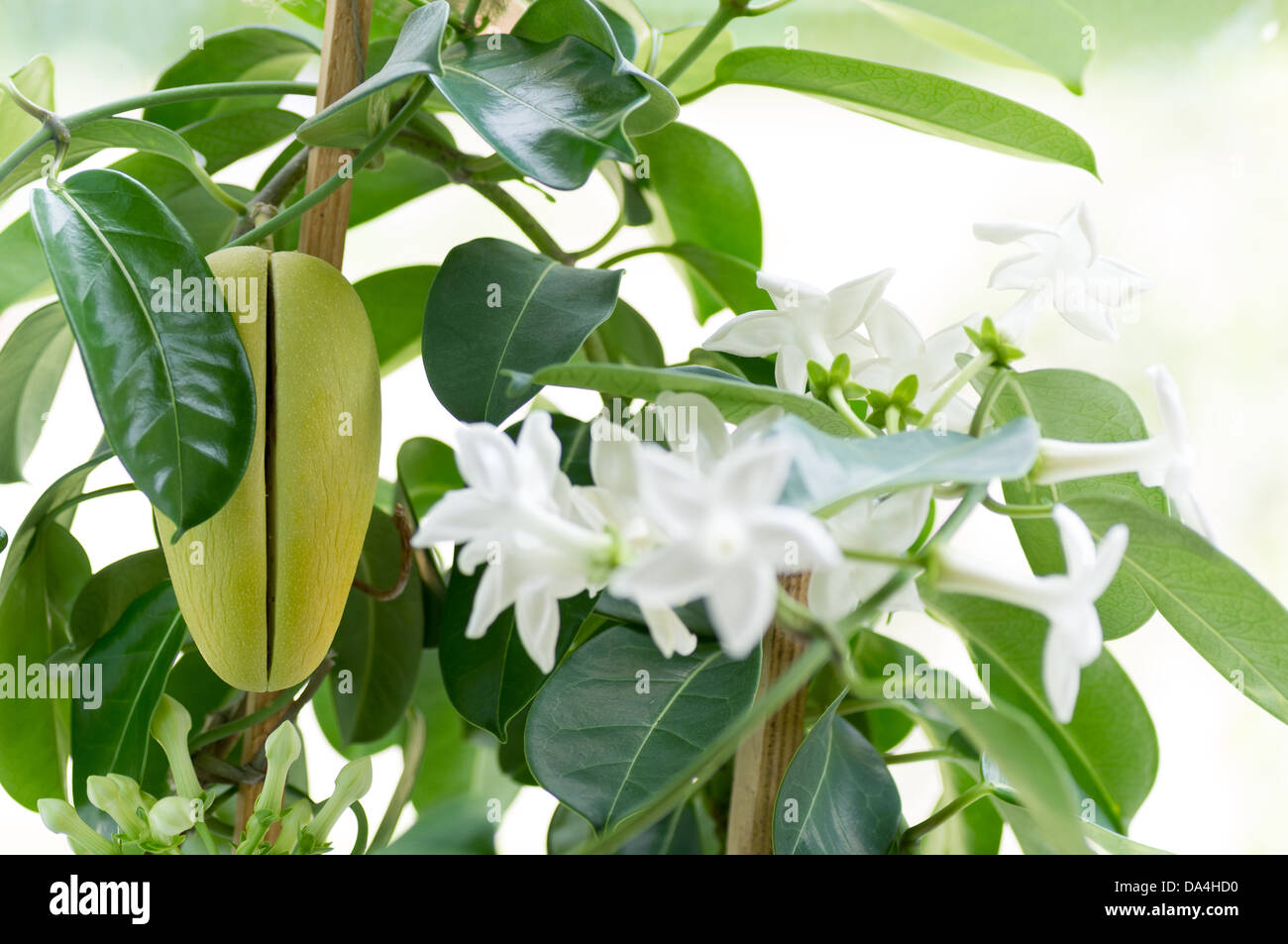 Eine Stephanotis Pflanze mit mehreren weißen Blütenknospen und Obst. Stockfoto