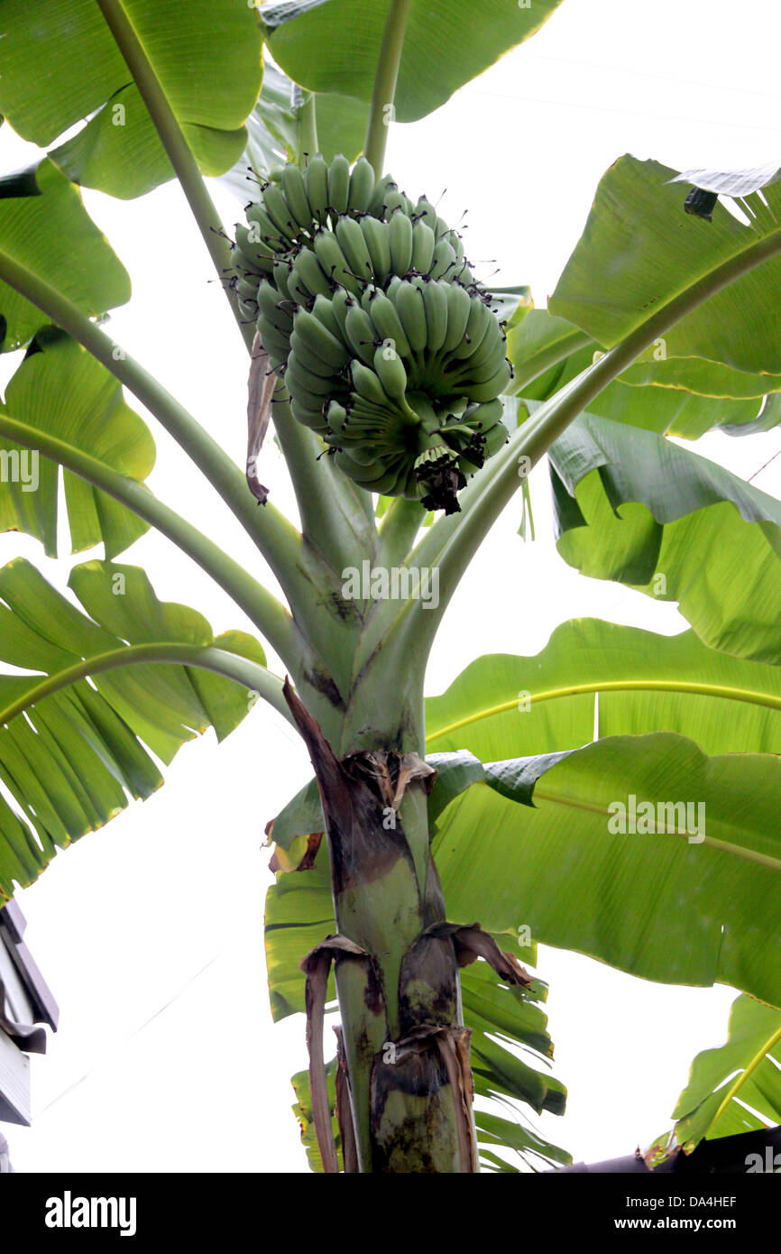 Bananenstaude ist ein Ergebnis in der Plantage. Stockfoto