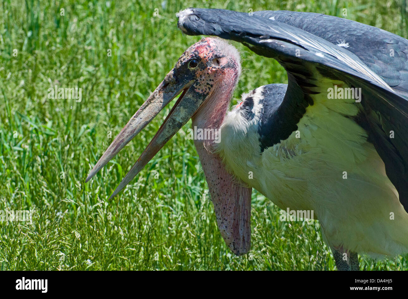 Der Marabu Der Marabu Der Macht www.alamy.de