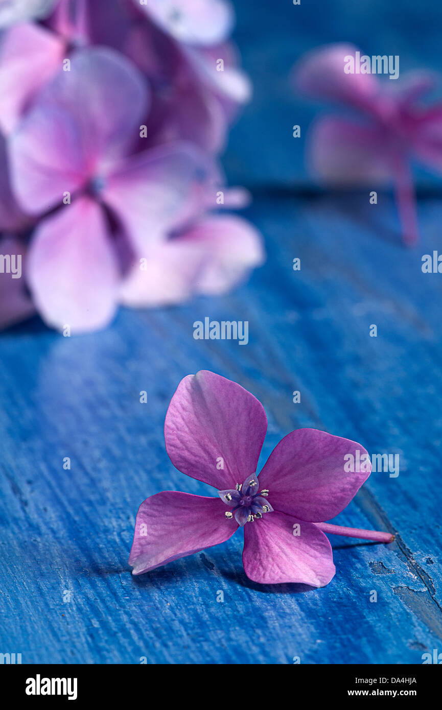 Hortensie Blüte und Blütenblätter. Stockfoto