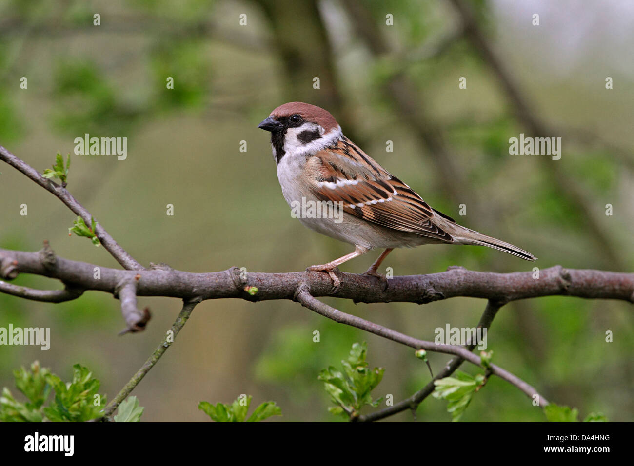 Baum-Spatz (Passer Montanus) thront in Hawthorn Busch, Cheshire, UK, April-2618 Stockfoto
